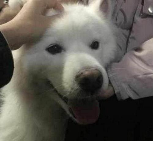 爆料三只萨摩耶视频大全,萌宠集结！三只萨摩耶欢乐视频大盘点  第1张